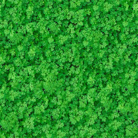 simsearch:400-07830872,k - Seamless Tileable Texture of Green Meadow Grass. Foto de stock - Royalty-Free Super Valor e Assinatura, Número: 400-06748673