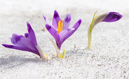 First spring crocuses growing through the snow Stock Photo - Budget Royalty-Free & Subscription, Code: 400-06748902