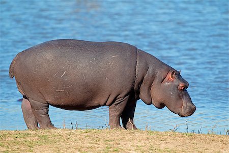 simsearch:400-03943787,k - Hippopotamus (Hippopotamus amphibius), South Africa Stock Photo - Budget Royalty-Free & Subscription, Code: 400-06749006