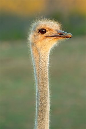 Portrait of an Ostrich (Struthio camelus), South Africa Photographie de stock - Aubaine LD & Abonnement, Code: 400-06749007