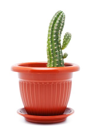 simsearch:400-04030678,k - green cactus in brown pot, isolated on white Stock Photo - Budget Royalty-Free & Subscription, Code: 400-06749522