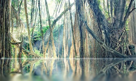 lost  tranquility  lake in jungle photo Stock Photo - Budget Royalty-Free & Subscription, Code: 400-06749804