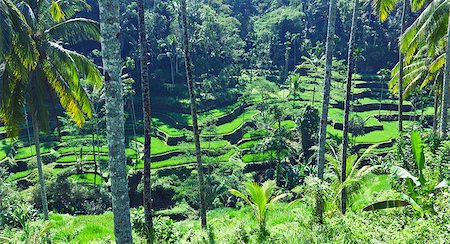 simsearch:400-04334269,k - terrace rice fields, Bali, Indonesia Foto de stock - Royalty-Free Super Valor e Assinatura, Número: 400-06749808