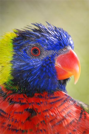 simsearch:400-05888279,k - Lorikeet in a nature setting in Florida Stockbilder - Microstock & Abonnement, Bildnummer: 400-06740011