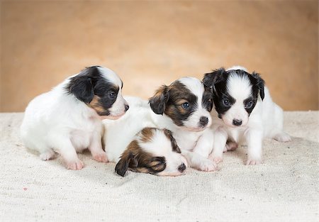 simsearch:400-07513010,k - Four little Papillon puppy on a beige background Stock Photo - Budget Royalty-Free & Subscription, Code: 400-06740039