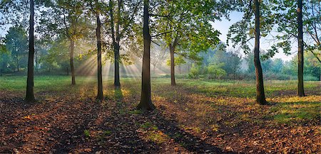 Sun rays shining through branches of trees in the oak wood, panorama Stock Photo - Budget Royalty-Free & Subscription, Code: 400-06740046