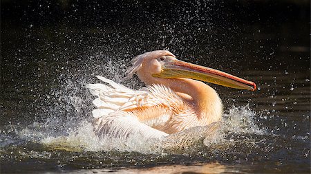 pélican blanc - Pelican taking a refreshing, washing in a pond Photographie de stock - Aubaine LD & Abonnement, Code: 400-06740144