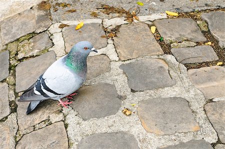 simsearch:400-07680375,k - A pigeon walking on stone in Paris, France. Stock Photo - Budget Royalty-Free & Subscription, Code: 400-06740669