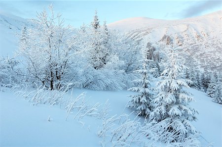 simsearch:400-06861143,k - Predawn morning winter mountain landscape with snow covered trees Foto de stock - Super Valor sin royalties y Suscripción, Código: 400-06741667