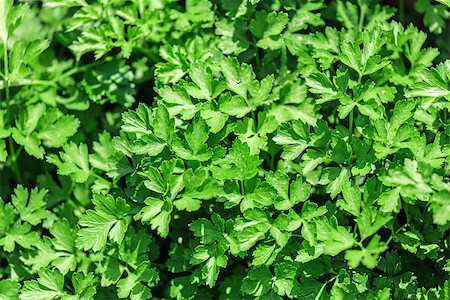 fogen (artist) - Fresh,  green parsley in the Vegetable Bed, close-up. Stockbilder - Microstock & Abonnement, Bildnummer: 400-06741685