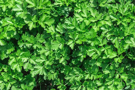 fogen (artist) - Fresh,  green parsley in the Vegetable Bed, close-up. Stockbilder - Microstock & Abonnement, Bildnummer: 400-06741686