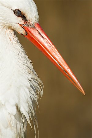 A close-up of a stork in its natural habitat Stock Photo - Budget Royalty-Free & Subscription, Code: 400-06741917