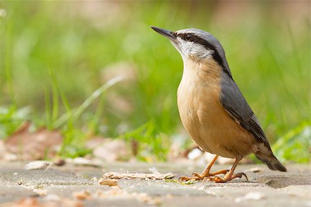 ponta de caneta - A Nuthatch on the ground eating peanuts Foto de stock - Royalty-Free Super Valor e Assinatura, Número: 400-06741918