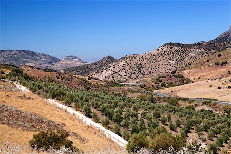 fields with olive trees on mountains in Spain Stock Photo - Budget Royalty-Free & Subscription, Code: 400-06741949