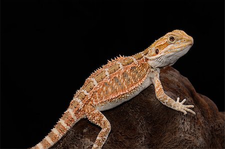 beautiful young normal phase bearded dragon (Pogona vitticeps) Foto de stock - Royalty-Free Super Valor e Assinatura, Número: 400-06742045