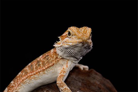dragón barbado - beautiful young normal phase bearded dragon (Pogona vitticeps) Foto de stock - Super Valor sin royalties y Suscripción, Código: 400-06742046