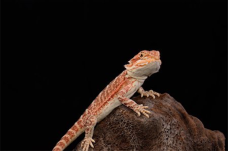 beautiful young red phase bearded dragon (Pogona vitticeps) Foto de stock - Royalty-Free Super Valor e Assinatura, Número: 400-06742049