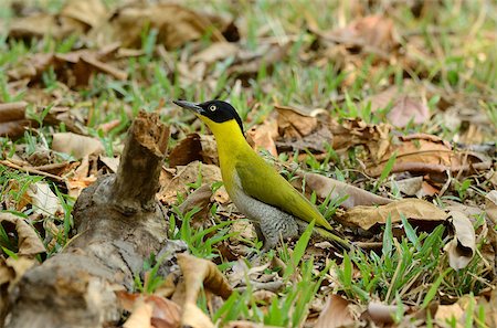 pivert - beautiful female Black-headed Woodpecker(Picus erythropygius) at Huay Kha Khaeng Wildlife Sanctuary,Thaland Photographie de stock - Aubaine LD & Abonnement, Code: 400-06742078