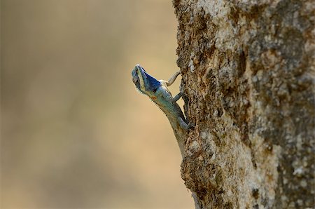 simsearch:400-04097465,k - beautiful Blue Crested Lizard (Calotes mystaceus) in Thai forest Photographie de stock - Aubaine LD & Abonnement, Code: 400-06742081