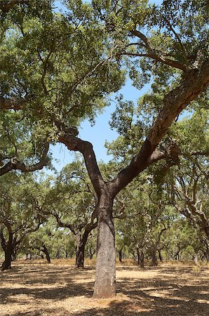 simsearch:400-04365263,k - Forest of cork trees - quercus suber - Alentejo, Portugal Stock Photo - Budget Royalty-Free & Subscription, Code: 400-06742157