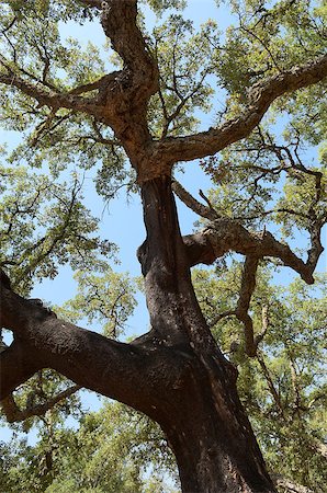 simsearch:400-04365263,k - Forest of cork trees - quercus suber - Alentejo, Portugal Stock Photo - Budget Royalty-Free & Subscription, Code: 400-06742159