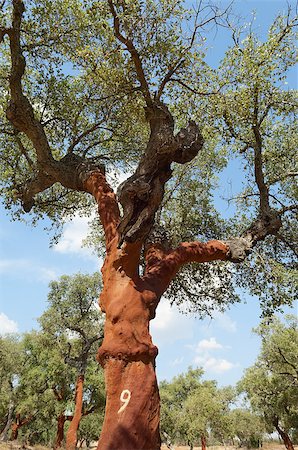 simsearch:400-04365263,k - Cork trees - quercus suber - recently stripped, Alentejo, Portugal Stock Photo - Budget Royalty-Free & Subscription, Code: 400-06742160