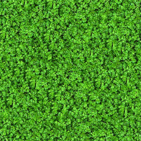 simsearch:400-05118067,k - Green Meadow Grass. Seamless Tileable Texture. Stock Photo - Budget Royalty-Free & Subscription, Code: 400-06742635
