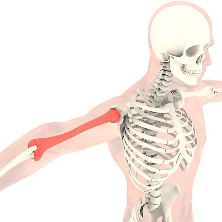 physical education - Transparent skeleton. Isolated render on a white background Photographie de stock - Aubaine LD & Abonnement, Code: 400-06743332