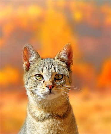 portrait of a young cat over beautiful colors of forest in fall Stock Photo - Budget Royalty-Free & Subscription, Code: 400-06743630