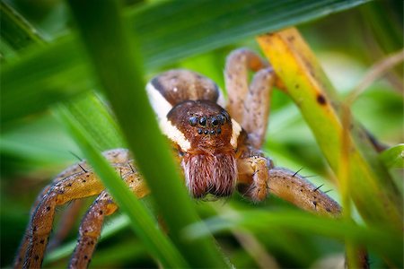 simsearch:640-02770439,k - Spider hunting deep in the grass, macrophoto Foto de stock - Super Valor sin royalties y Suscripción, Código: 400-06743765