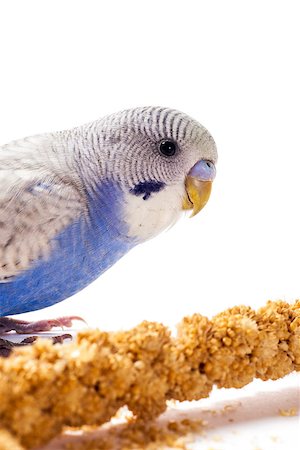 simsearch:400-06758392,k - Blue parakeet eating millet Photographie de stock - Aubaine LD & Abonnement, Code: 400-06758384