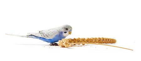 simsearch:400-06758392,k - Blue parakeet eating millet Photographie de stock - Aubaine LD & Abonnement, Code: 400-06758387