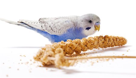 simsearch:400-06758392,k - Blue parakeet eating millet on a white surface Photographie de stock - Aubaine LD & Abonnement, Code: 400-06758388