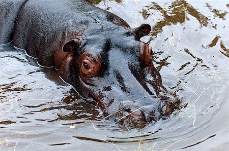 simsearch:400-07038920,k - Close-up of the head of a hippopotamus in a water Stock Photo - Budget Royalty-Free & Subscription, Code: 400-06758406