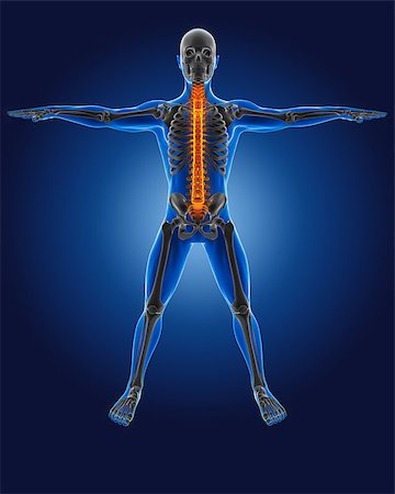 simsearch:400-06758521,k - 3D medical man with skeleton spine highlighted Stock Photo - Budget Royalty-Free & Subscription, Code: 400-06758637