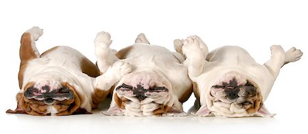 funny sleep - sleeping dogs - three bulldogs laying upside down isolated on white background Stock Photo - Budget Royalty-Free & Subscription, Code: 400-06758864