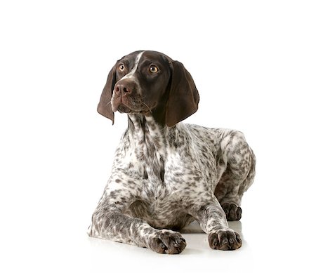 simsearch:400-06461152,k - german shorthair pointer laying down isolated on white background Stock Photo - Budget Royalty-Free & Subscription, Code: 400-06758861