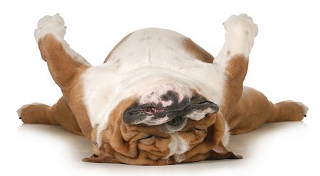 simsearch:400-06758857,k - dog sleeping upside down isolated on white background - english bulldog Foto de stock - Royalty-Free Super Valor e Assinatura, Número: 400-06758863