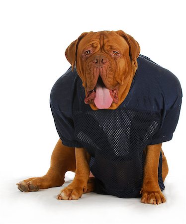 small to big dogs - sports hound - dogue de bordeaux with funny expression wearing football jersey sitting isolated on white background Stock Photo - Budget Royalty-Free & Subscription, Code: 400-06758874