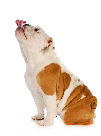 simsearch:400-04205949,k - dog licking - english bulldog with tongue stuck out licking with silly expression isolated on white background Photographie de stock - Aubaine LD & Abonnement, Code: 400-06758879