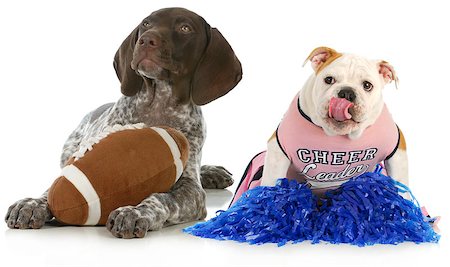 dog fan - sports hounds - german shorthair pointer and english bulldog football fans isolated on white background Stock Photo - Budget Royalty-Free & Subscription, Code: 400-06758880