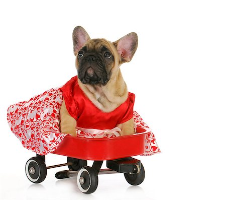 simsearch:400-06758887,k - cute dog in a wagon - female french bulldog sitting in a red wagon isolated on white background Stock Photo - Budget Royalty-Free & Subscription, Code: 400-06758881
