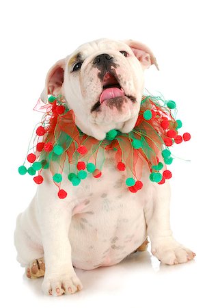 simsearch:400-05742476,k - christmas puppy singing sitting isolated on white background - english bulldog Photographie de stock - Aubaine LD & Abonnement, Code: 400-06758891