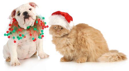 simsearch:400-04307087,k - christmas pet - english bulldog and a cat sitting isolated on white background Foto de stock - Royalty-Free Super Valor e Assinatura, Número: 400-06758892