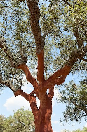 Cork trees - quercus suber - recently stripped, Alentejo, Portugal Stock Photo - Budget Royalty-Free & Subscription, Code: 400-06759348