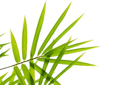 simsearch:400-05175967,k - Photo of Bamboo leaves isolated on white background Stock Photo - Budget Royalty-Free & Subscription, Code: 400-06759891