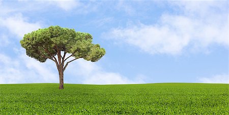 pine tree one not snow not people - lonely growing tree Stock Photo - Budget Royalty-Free & Subscription, Code: 400-06759915