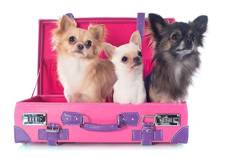 simsearch:400-06172990,k - portrait of a cute purebred  chihuahuas in suitcase in front of white background Stockbilder - Microstock & Abonnement, Bildnummer: 400-06750194