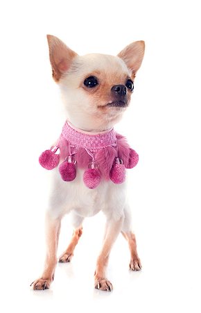 simsearch:400-06395792,k - portrait of a cute purebred  puppy chihuahua and pink collar in front of white background Foto de stock - Super Valor sin royalties y Suscripción, Código: 400-06750196