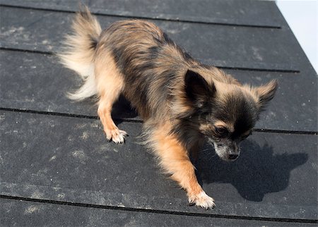 simsearch:400-06881275,k - portrait of a cute purebred chihuahua in a training of agility Photographie de stock - Aubaine LD & Abonnement, Code: 400-06750197